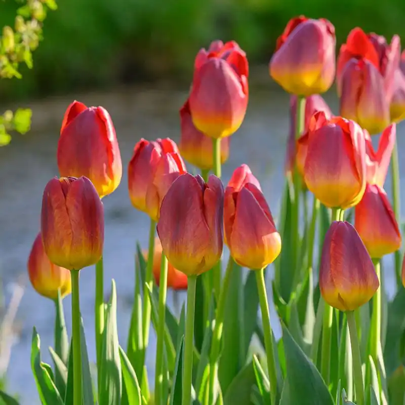 Triumph-Tulpen Amberglow Preisreduziert