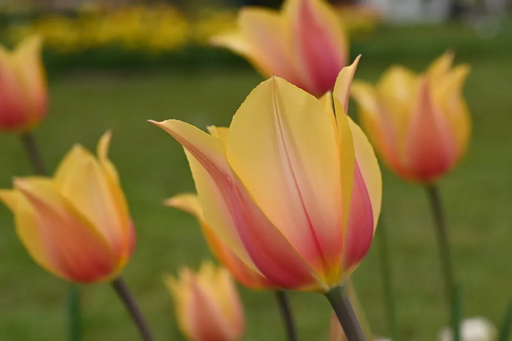 Neue Ware Einfache späte Tulpen Blushing Lady