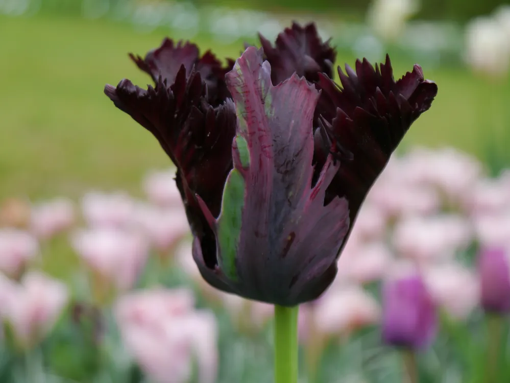 Papagei-Tulpen Black Parrot Geprüft