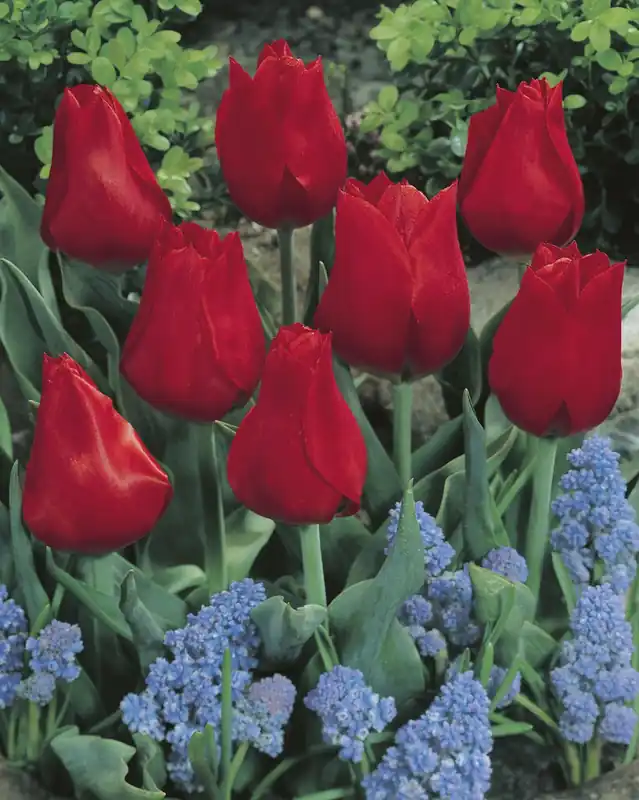 Greigii-Tulpen Red Reflection Must-Have
