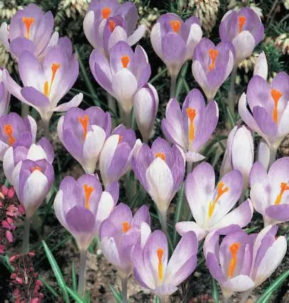 Crocus tommasinianus tommasinianus Kracherpreis