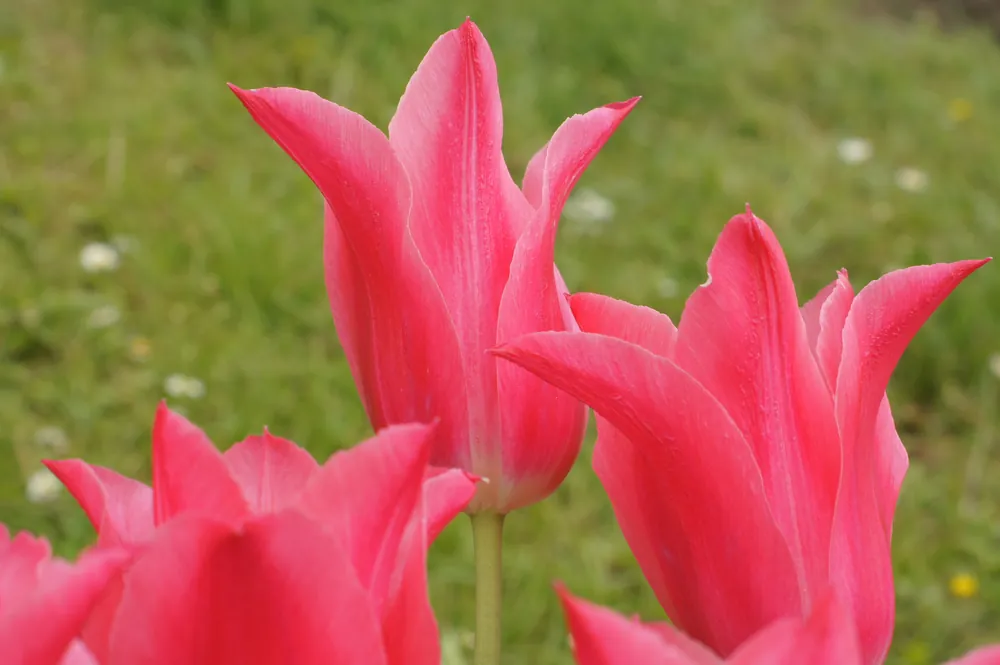 Ausverkauf Lilienblütige Tulpen Mariette