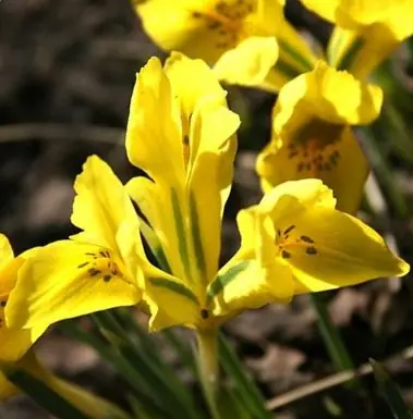 Iris danfordiae Bestpreis