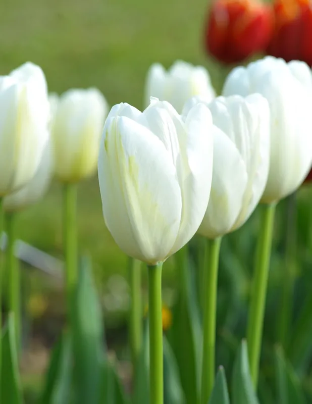 Finale Aktion Einfache späte Tulpen Angels Wish