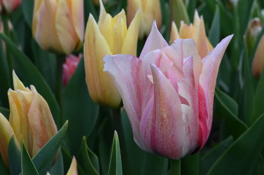 Triumph-Tulpen Karate Rabatt