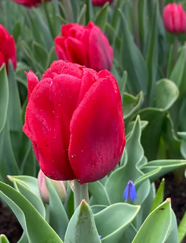 Aktuell Gefüllte frühe Tulpen Red Foxtrot
