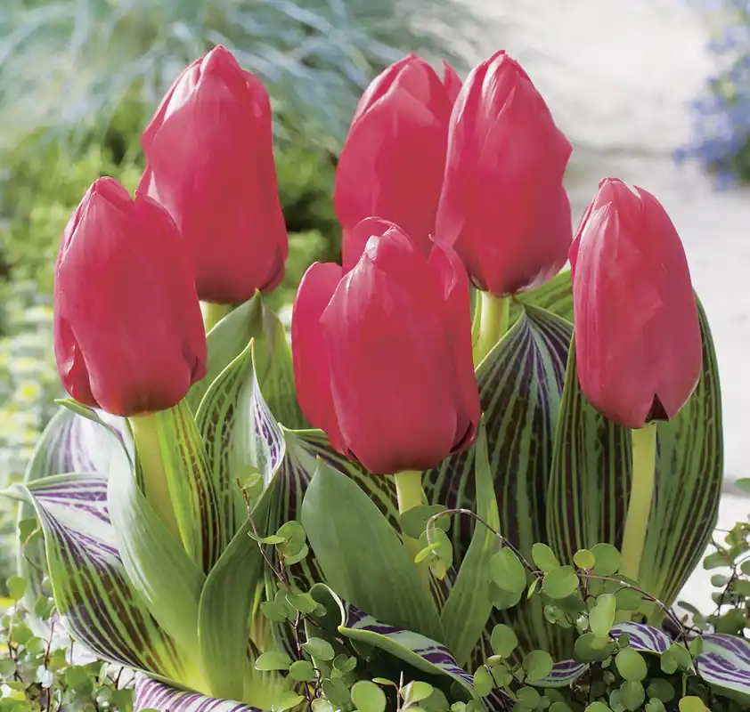 Gratis Versand Greigii-Tulpen Rotkäppchen