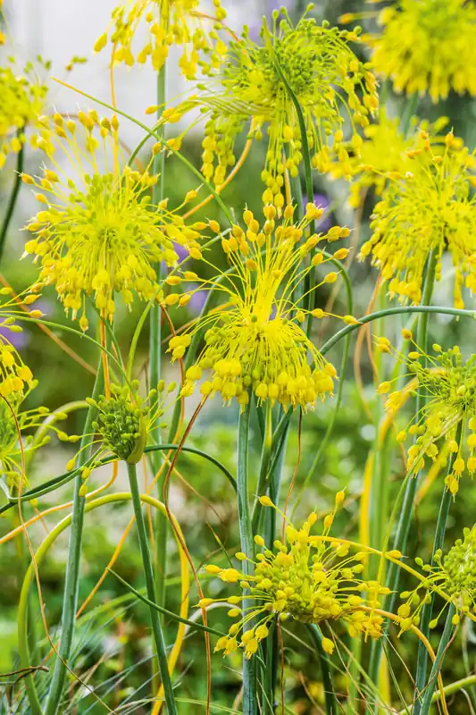 Zertifiziert Allium flavum