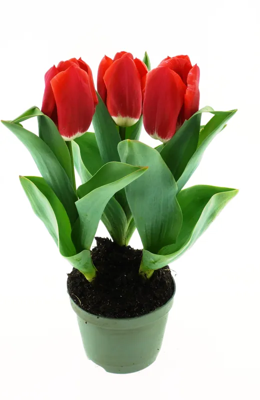 Triumph-Tulpen Red Calgary Billig
