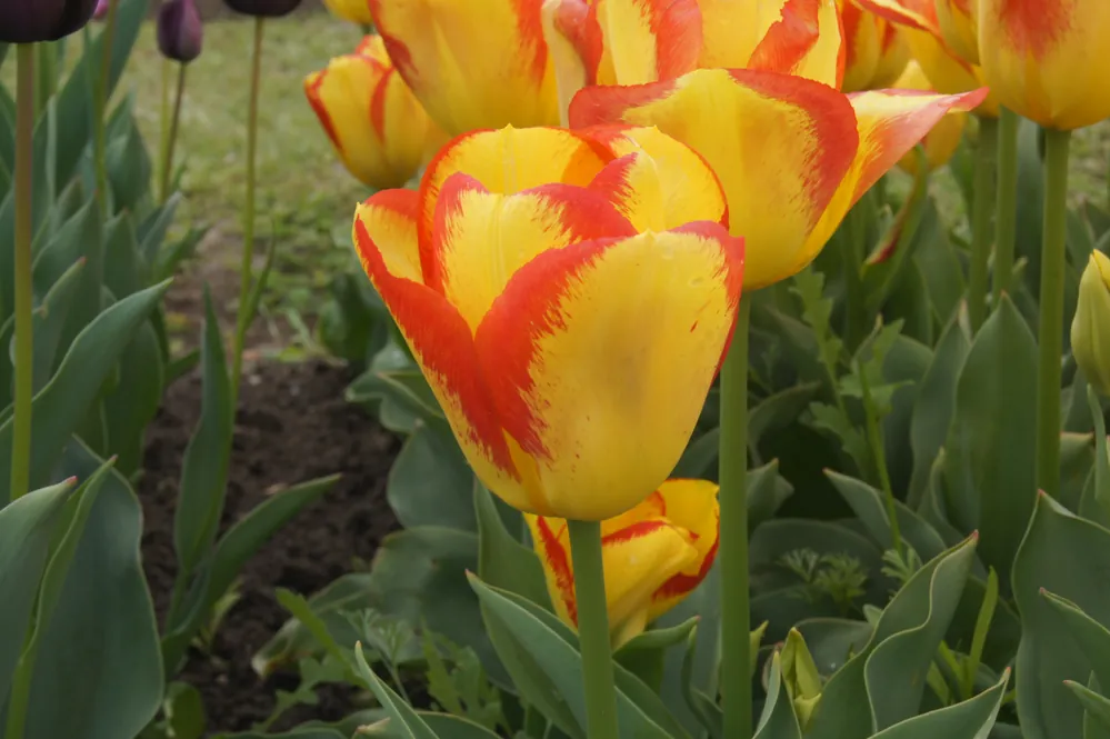 Triumph-Tulpen Outbreak Saisonangebot