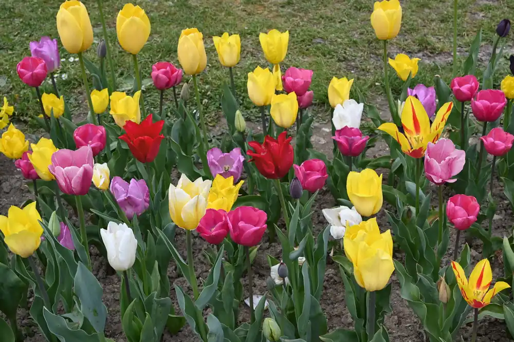 Angebot Tulpen-Mischung Alea-Sophie