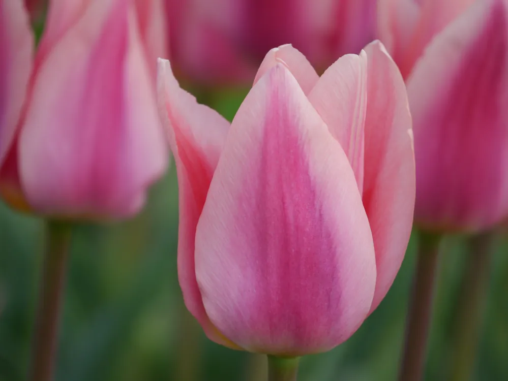 Markenprodukt Triumph-Tulpen Neper
