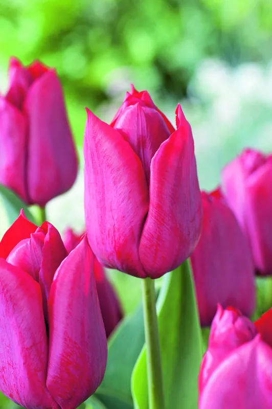 Triumph-Tulpen Pallada Super-Preis