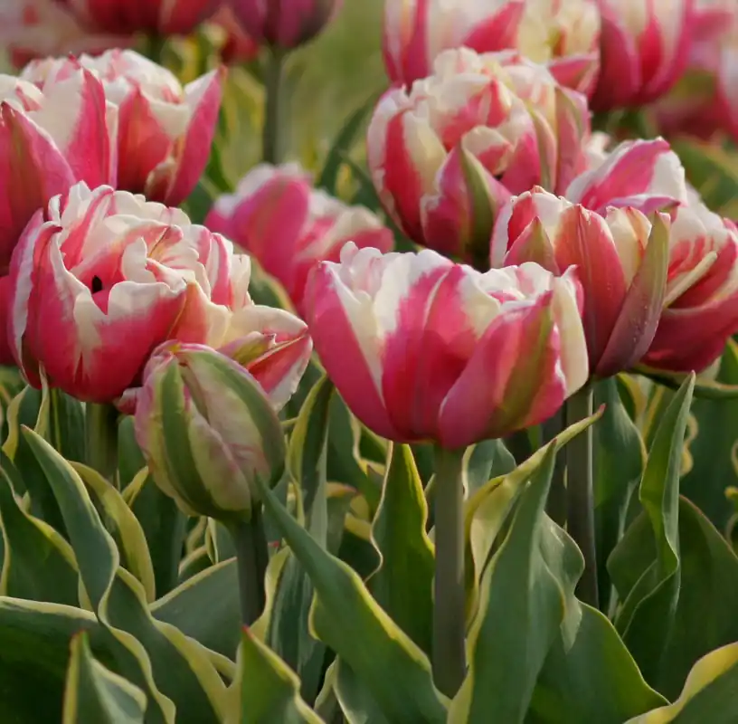 Gefüllte späte Tulpen Toplips Aktuell
