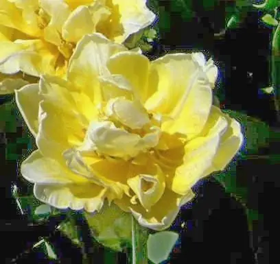 Gratis Versand Gefüllte frühe Tulpen Verona