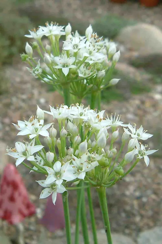 Neuheit Allium tuberosum